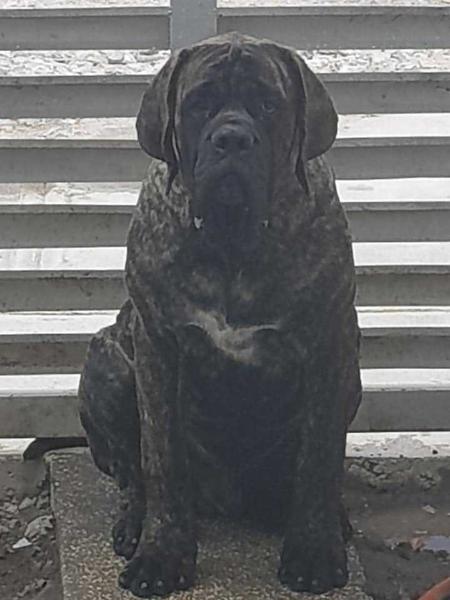 LUCA (FLORES)