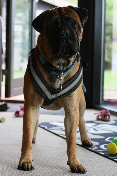 Bullyranch Vincent