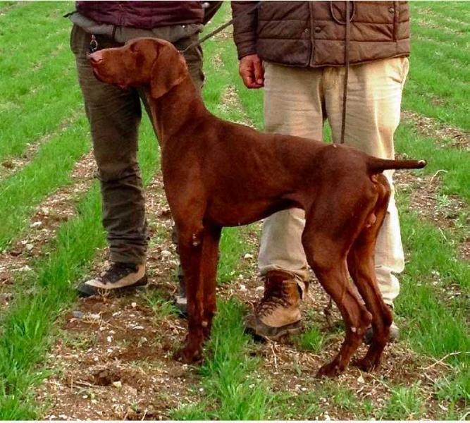 Dux (Pablo x Bianca)