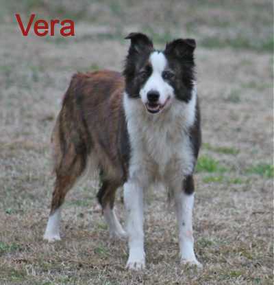 Vera ABC 357526