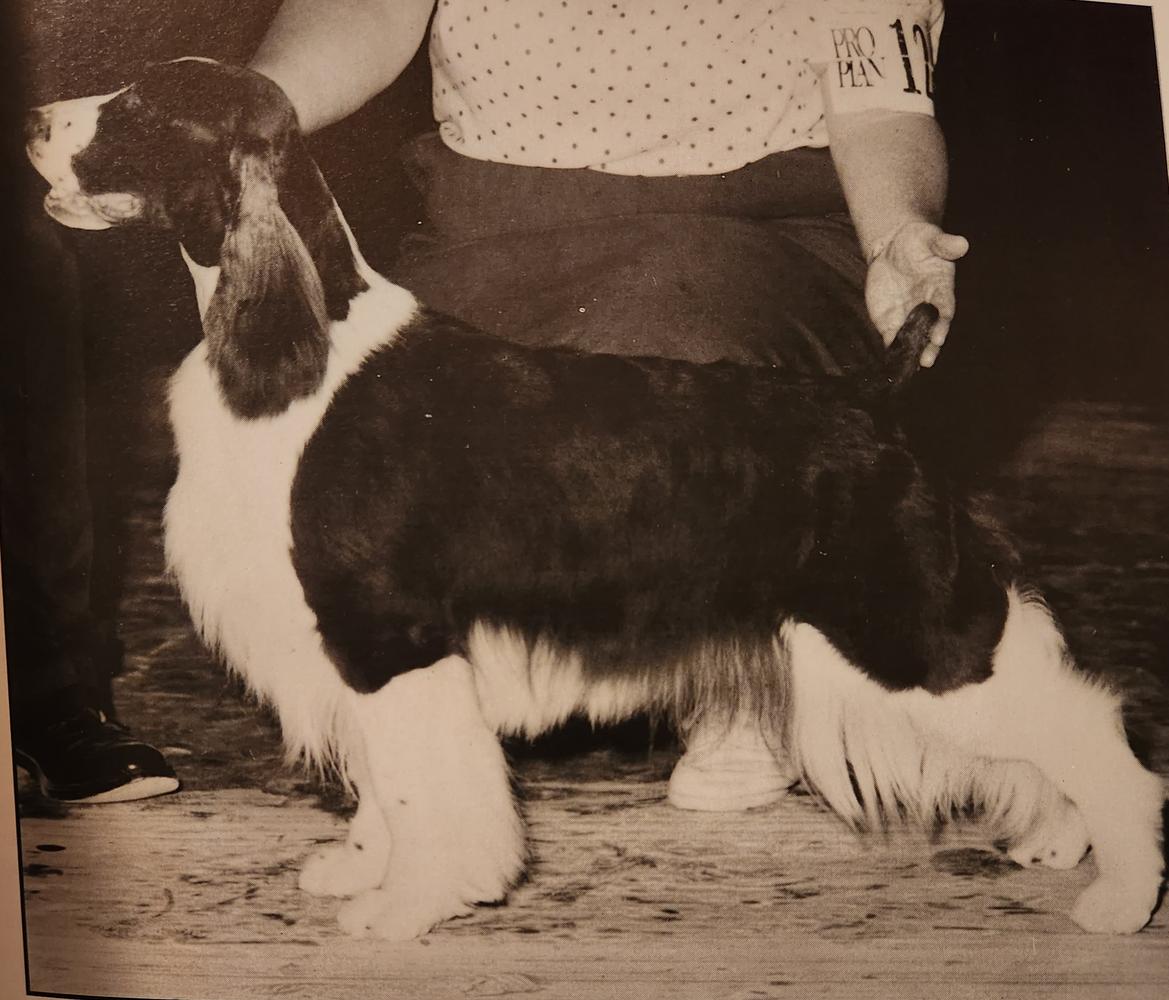 Westbury Yankee Rose O' Segre