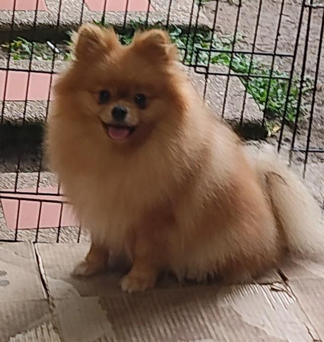 WONDERPOMS MOLLY