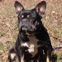 Newton Dara Family Dog