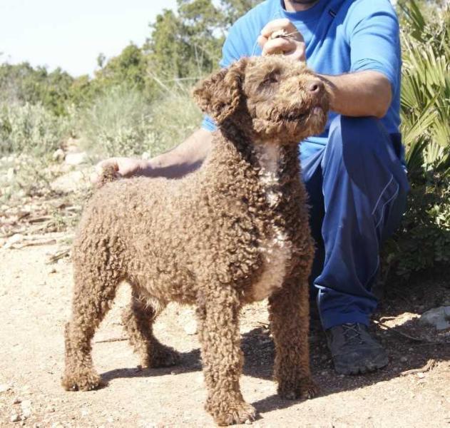 Tanololif de Sierra Valleja
