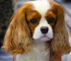 Pascavale Handsome Marley