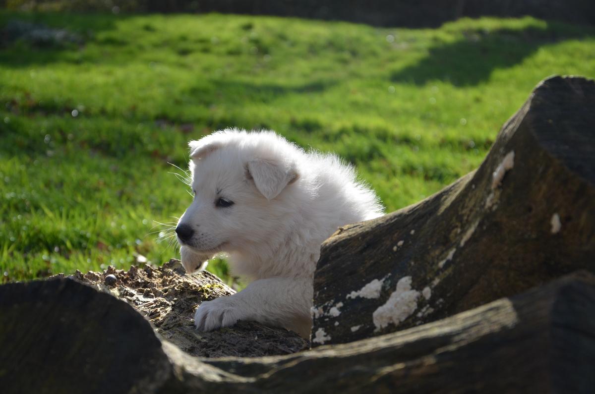 Xandra of Linde's White Wolves