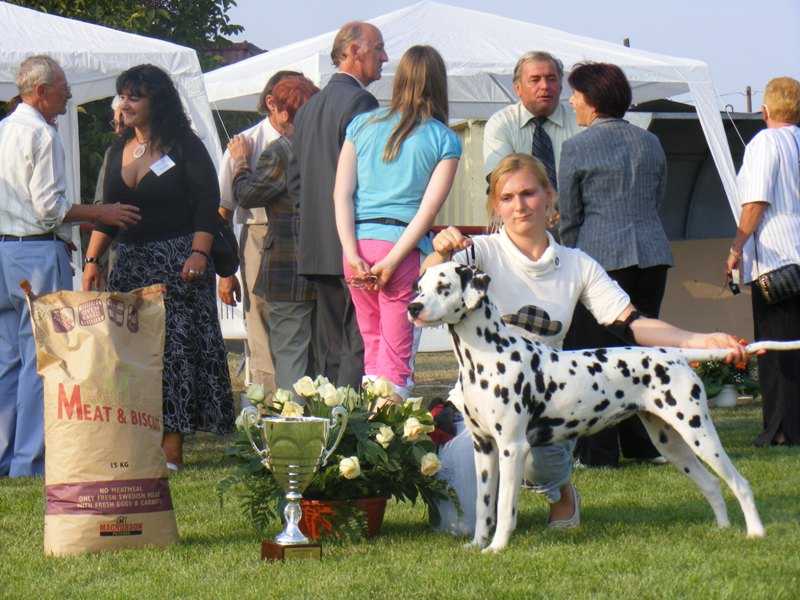 Spotty Diamant champagne Jazmin