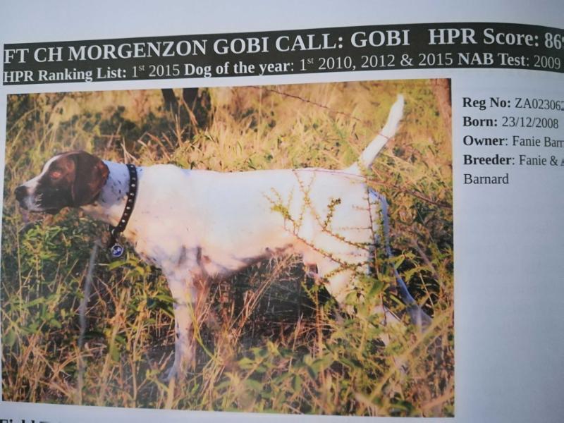 MORGENZON GOBI