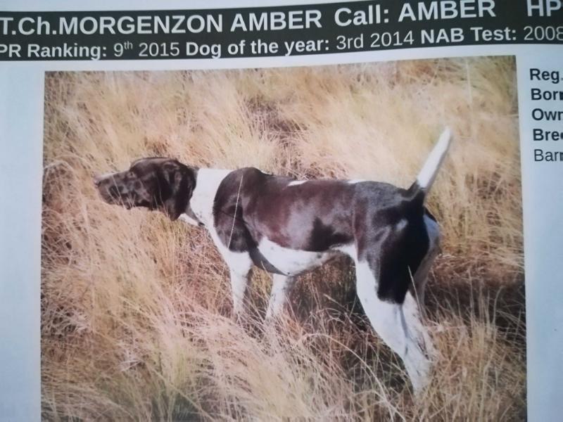 MORGENZON AMBER