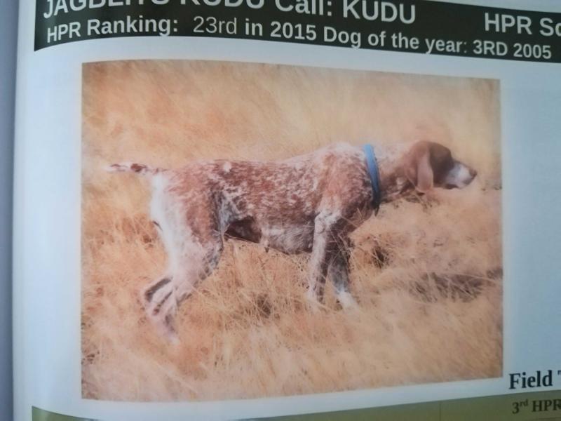 JAGBLITS KUDU