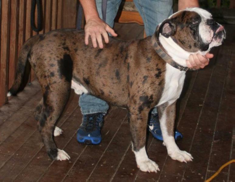 CCA's Goliath
