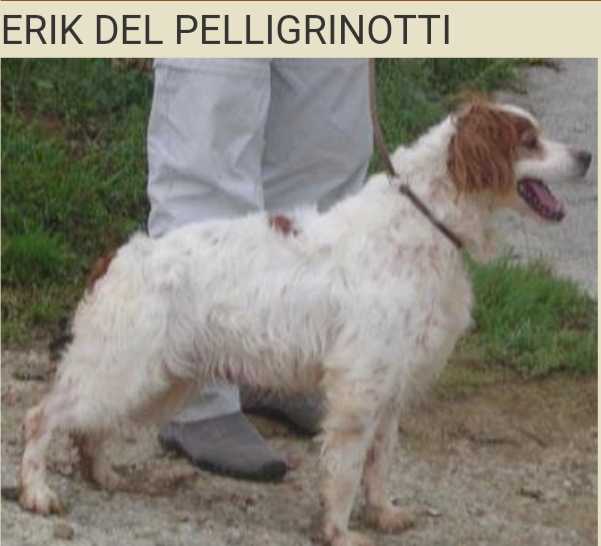 ERIK del Pellegrinotti