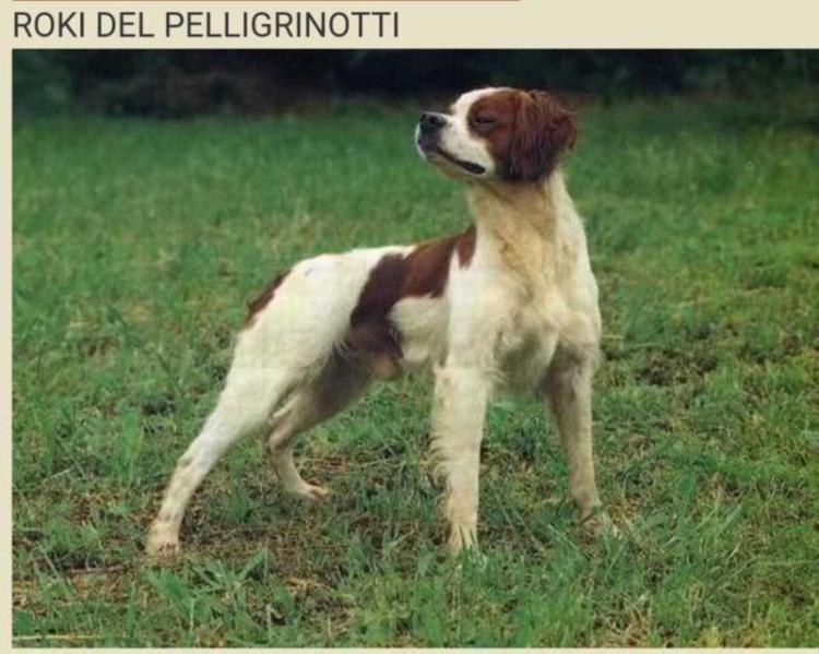 ROKY del Pellegrinotti