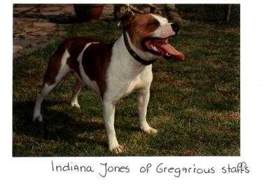 Indiana Jones of Gregarious Staff's