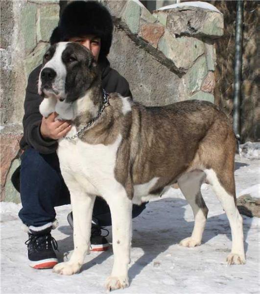 Arystan Alga Beygama