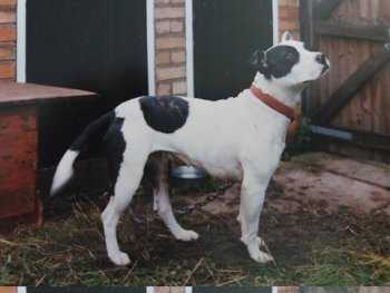 East Street Kennel's Kerry
