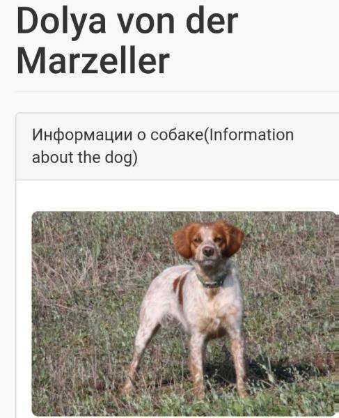 DOLYA von der Marzeller