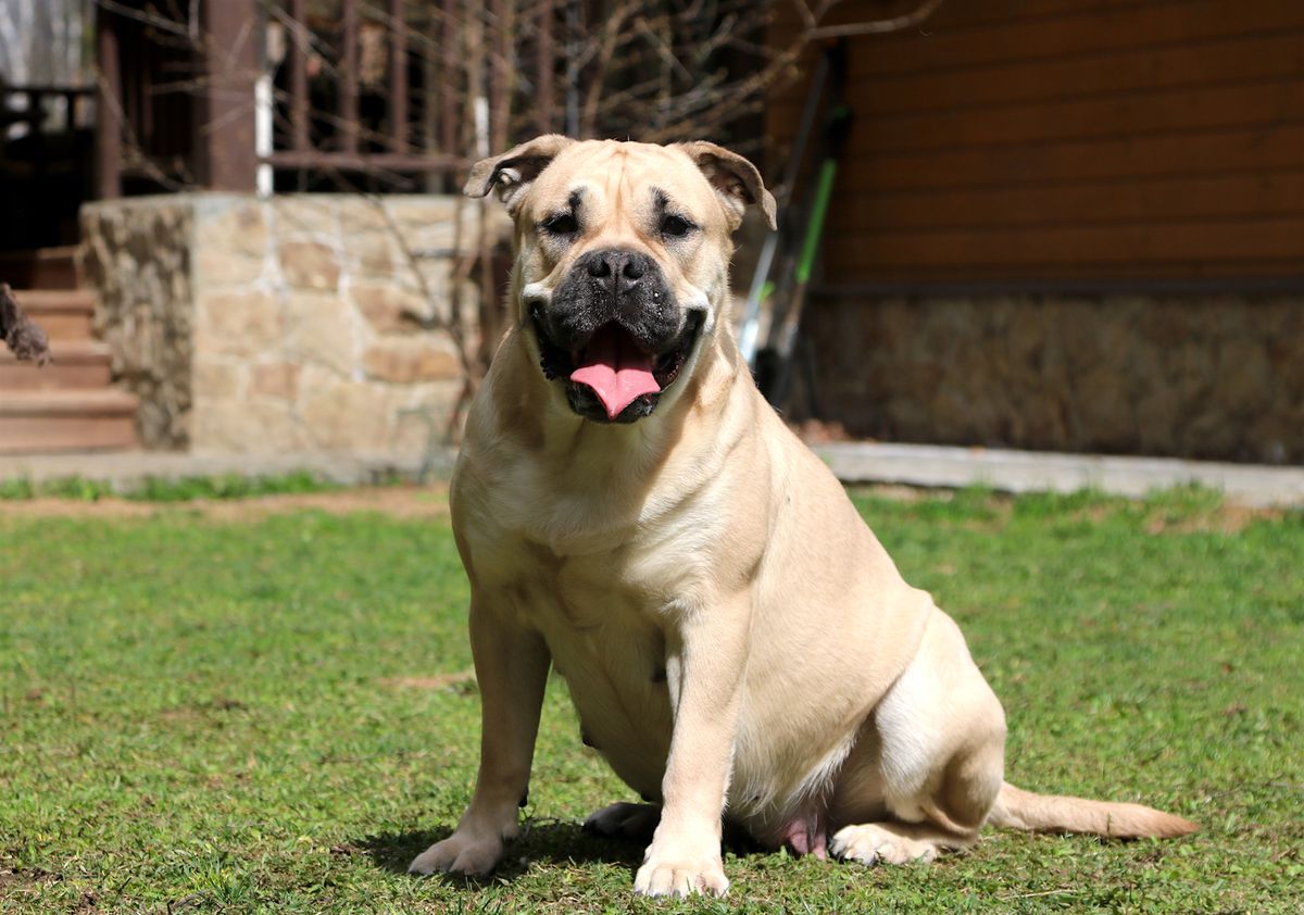 Ideal Dogs GIV Wild Orchid