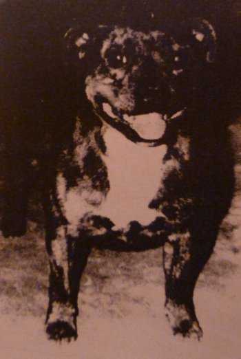 Mac Schiehallion