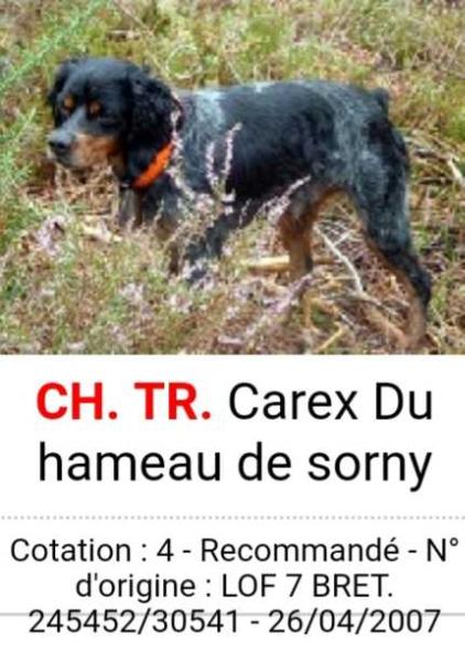 CAREX du Hameau de Sorny