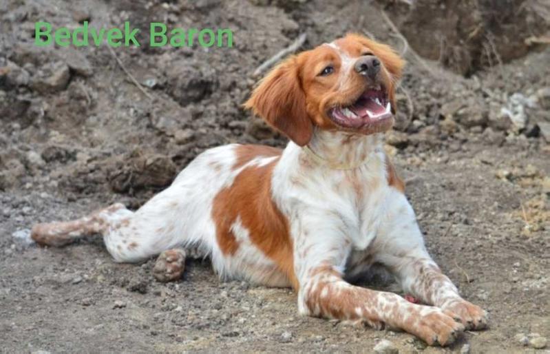 Bedvek BARON