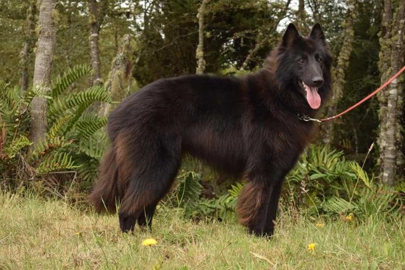 SIBIRLAND´S AZIZI 