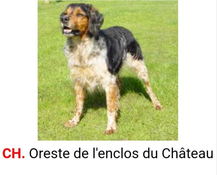 ORESTE de l'Enclos du Chateau
