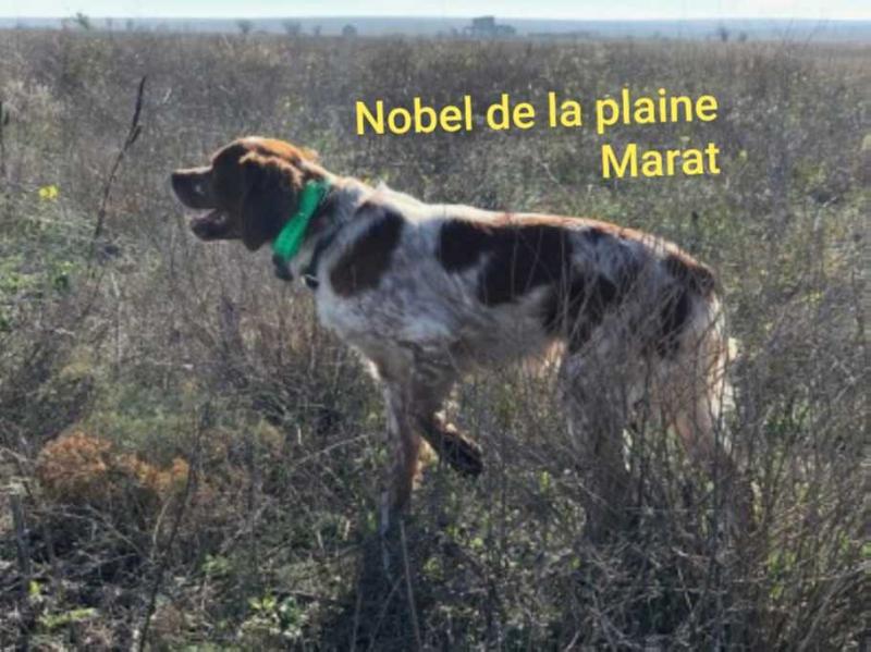 NOBEL de la Plaine Marat