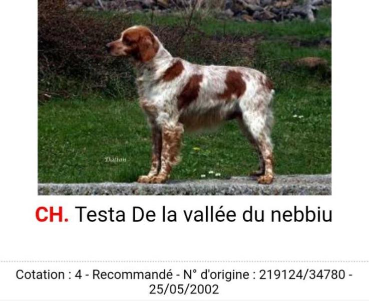 Testa de la Vallee du Nebbiu