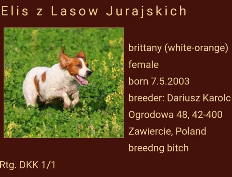 ELIS z Lasow Jurajskich