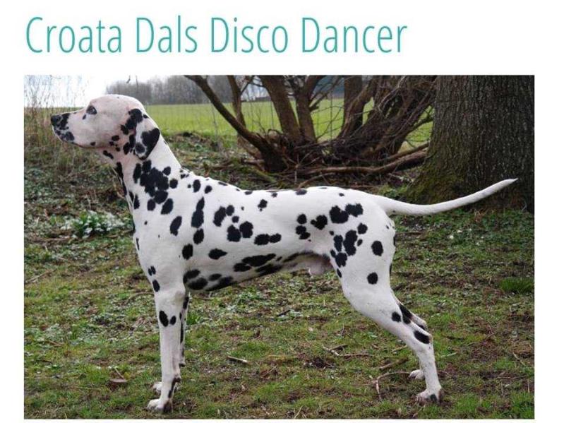 Croata Dals Disco Dancer