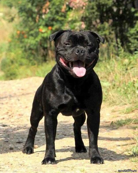 Staffeta SBT Black Onix Energy Bomb
