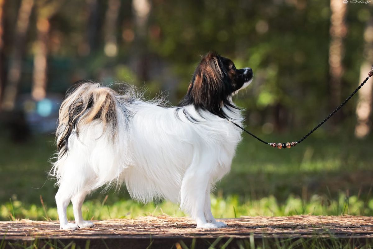 Le papillon ravissant Mishell (PH)
