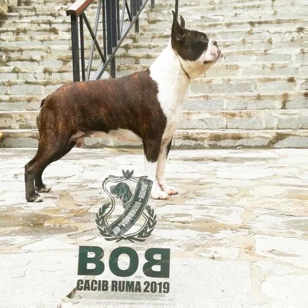 DESERT ROSE KUNINGAS VON KISKO