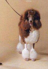 Vodka of Show Dog´s