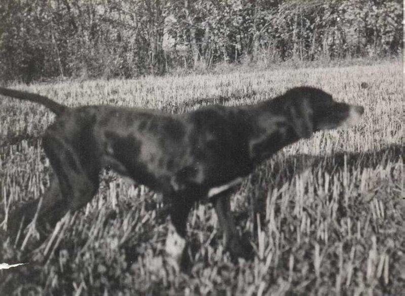 LUCKY ( ARKRIGHT KENNEL 1946)