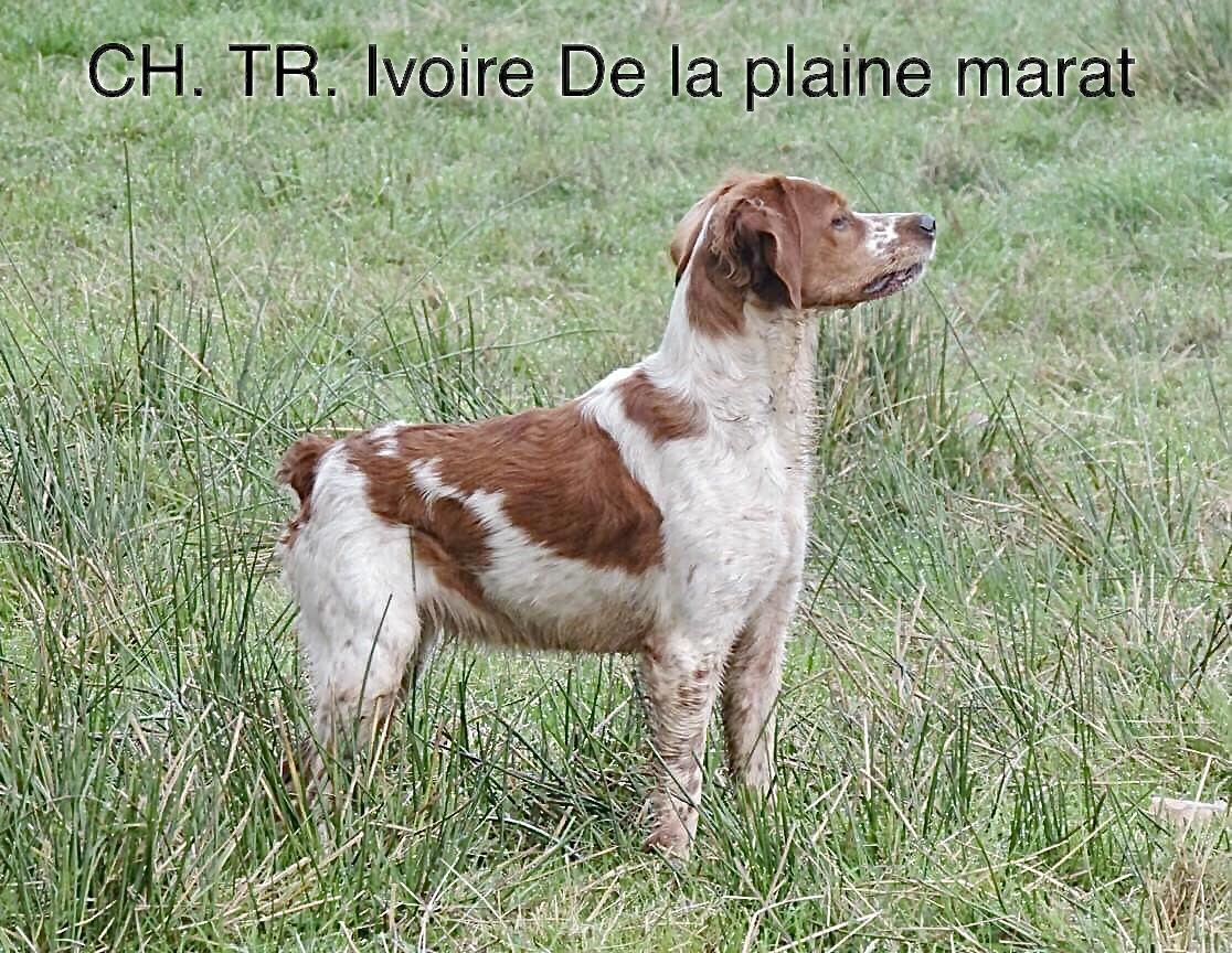 IVOIRE de la Plaine Marat