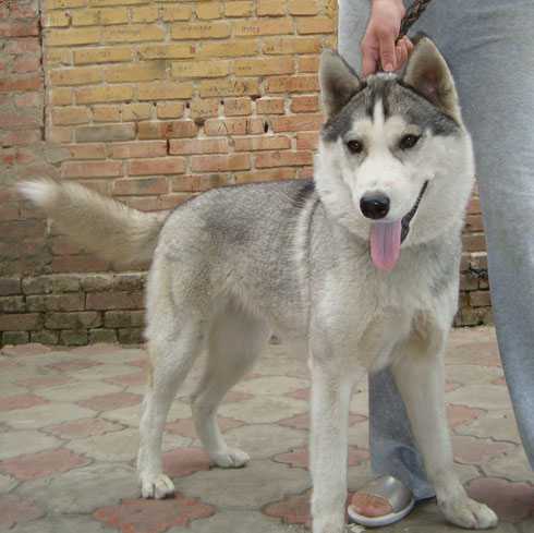 	SHALUNIA FORTUNA