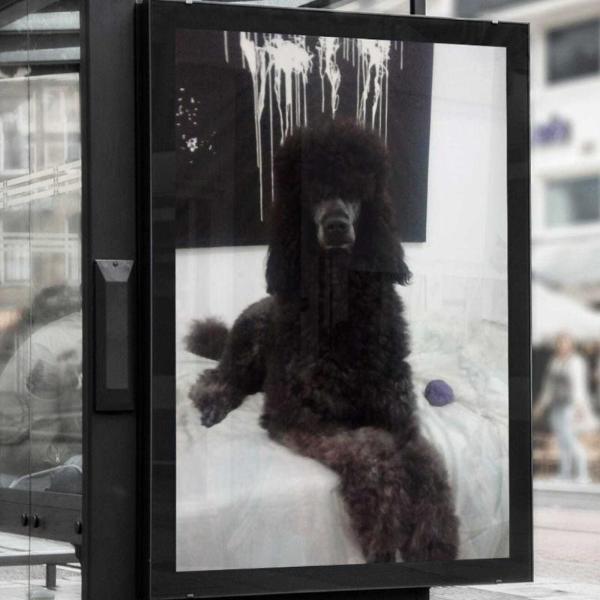 Dominique Gabbana of Show Dog’s