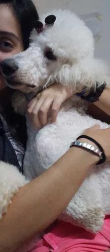 Cristal of Show Dog’s
