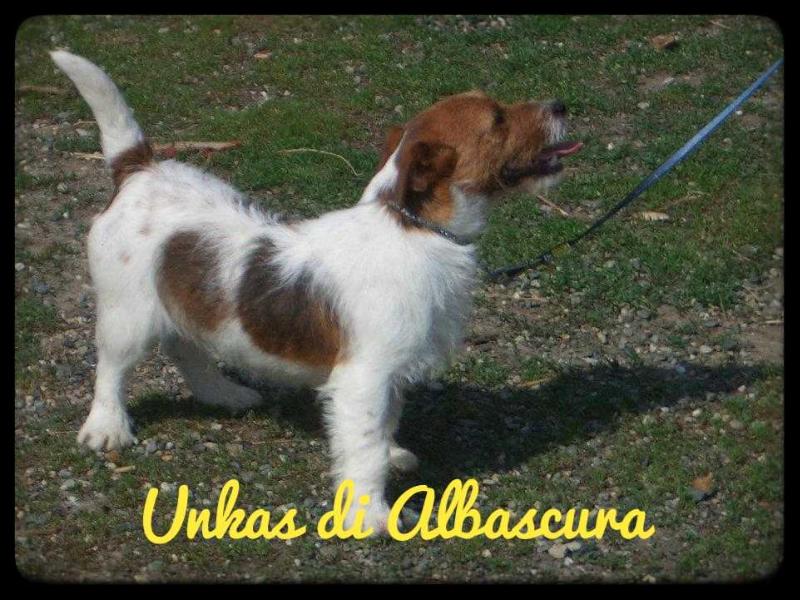 Unkas di Albascura
