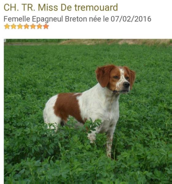 MISS de Tremouard