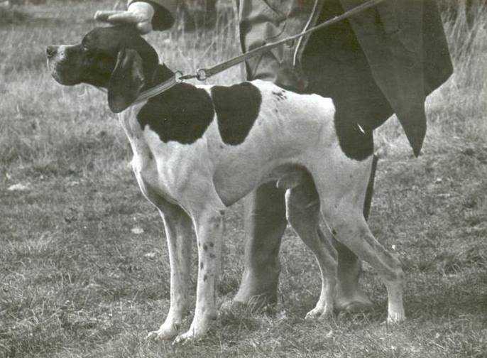 P LITZ (Edo dell’Azor – Brigitt)