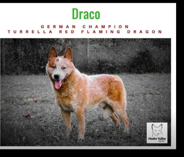 TURRELLA RED FLAMING DRAGON