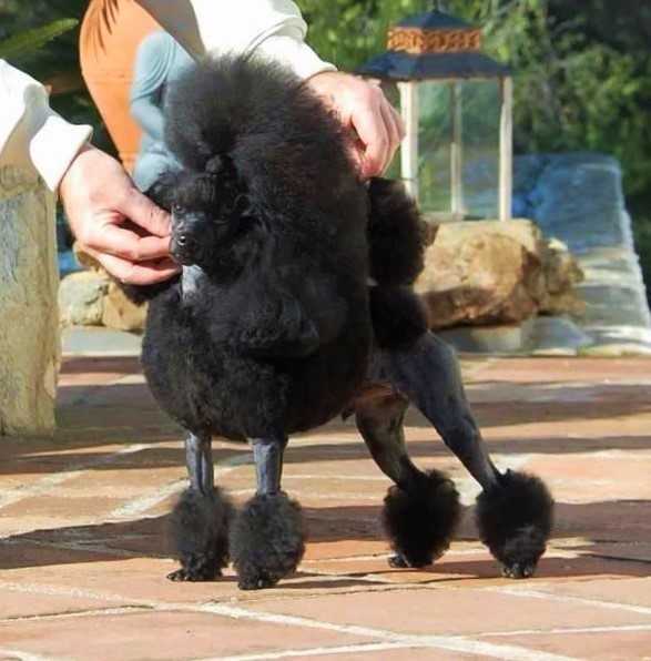 Sharbelle Back In Black