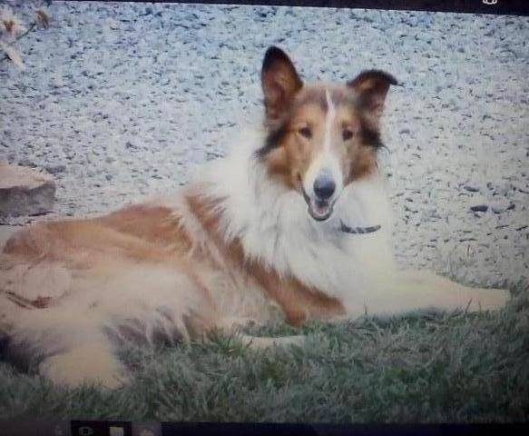 Fisher Farms Mr. Scout
