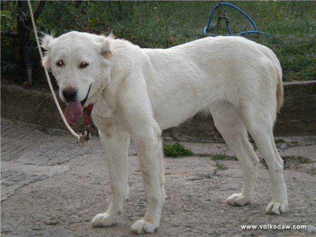 Akgushka Maximus