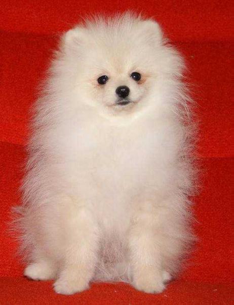 SHA-MA-NI Star INTRIGUE BLONDIE BABY