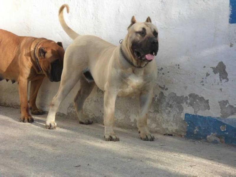 GARRON CANCHOS DE LOS GUANCHOS