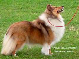 Lythwood Scarlet Ribbon